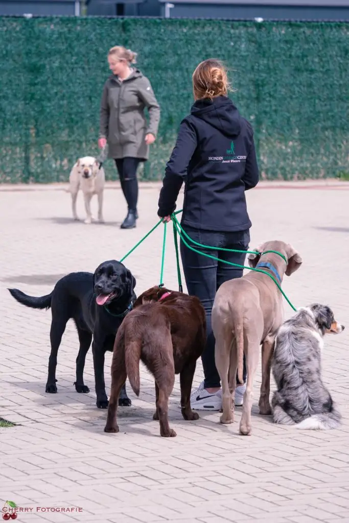 Anniek Winters met een roedel honden